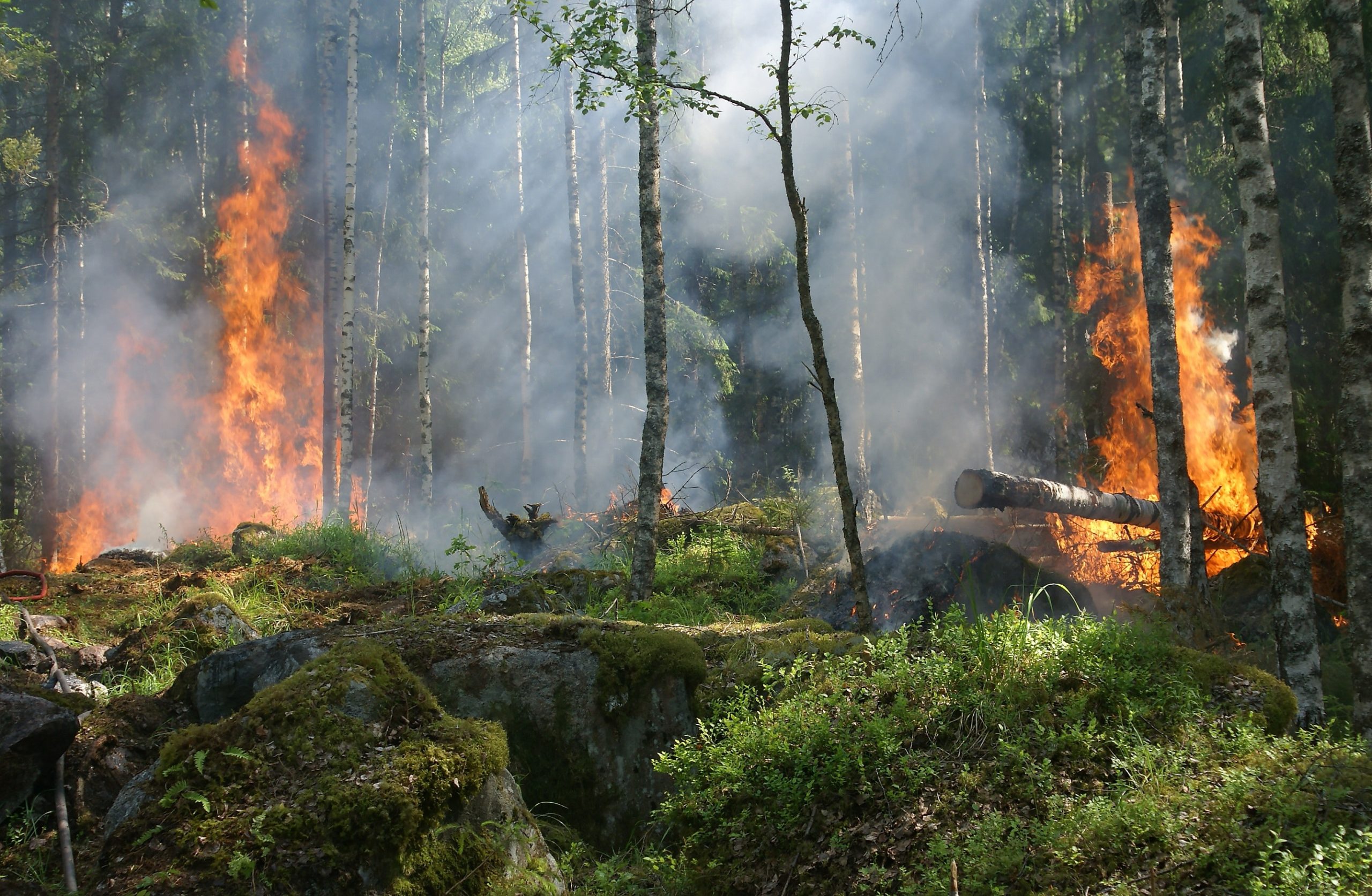 Canada’s Wildfires: Environmental Racism At Its Worst